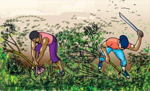 6 Steps to Cassava Weed Management - Cassava Matters