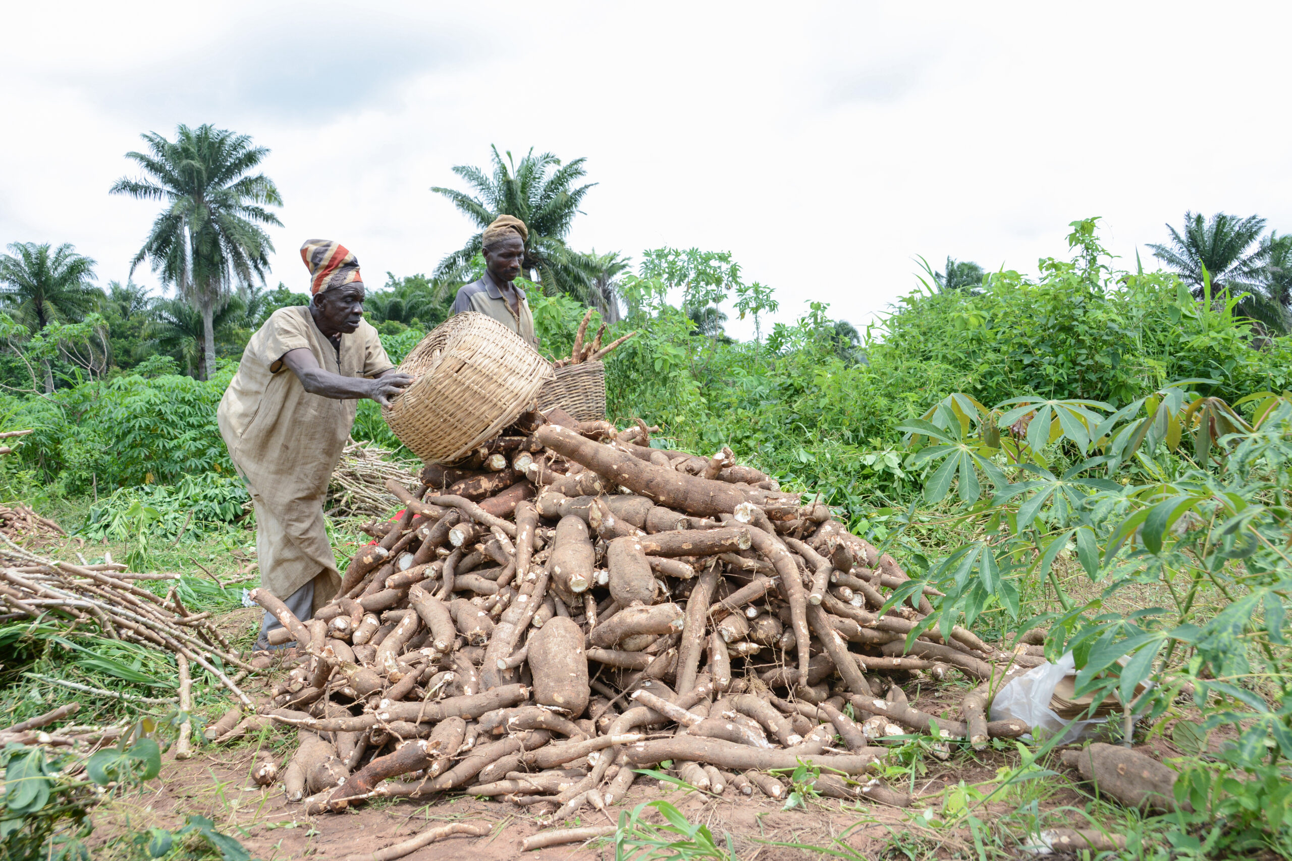 nigerian-radio-stations-air-tips-on-how-to-double-yield-in-cassava