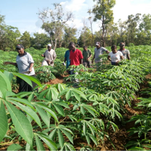 1 Acre Cassava Farm