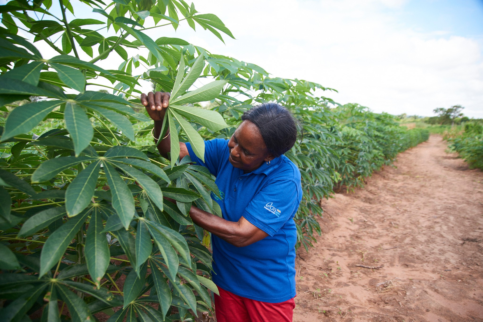 Project To Build Sustainable Cassava Seed System In Africa Gets New Phase Cassava Matters 9032