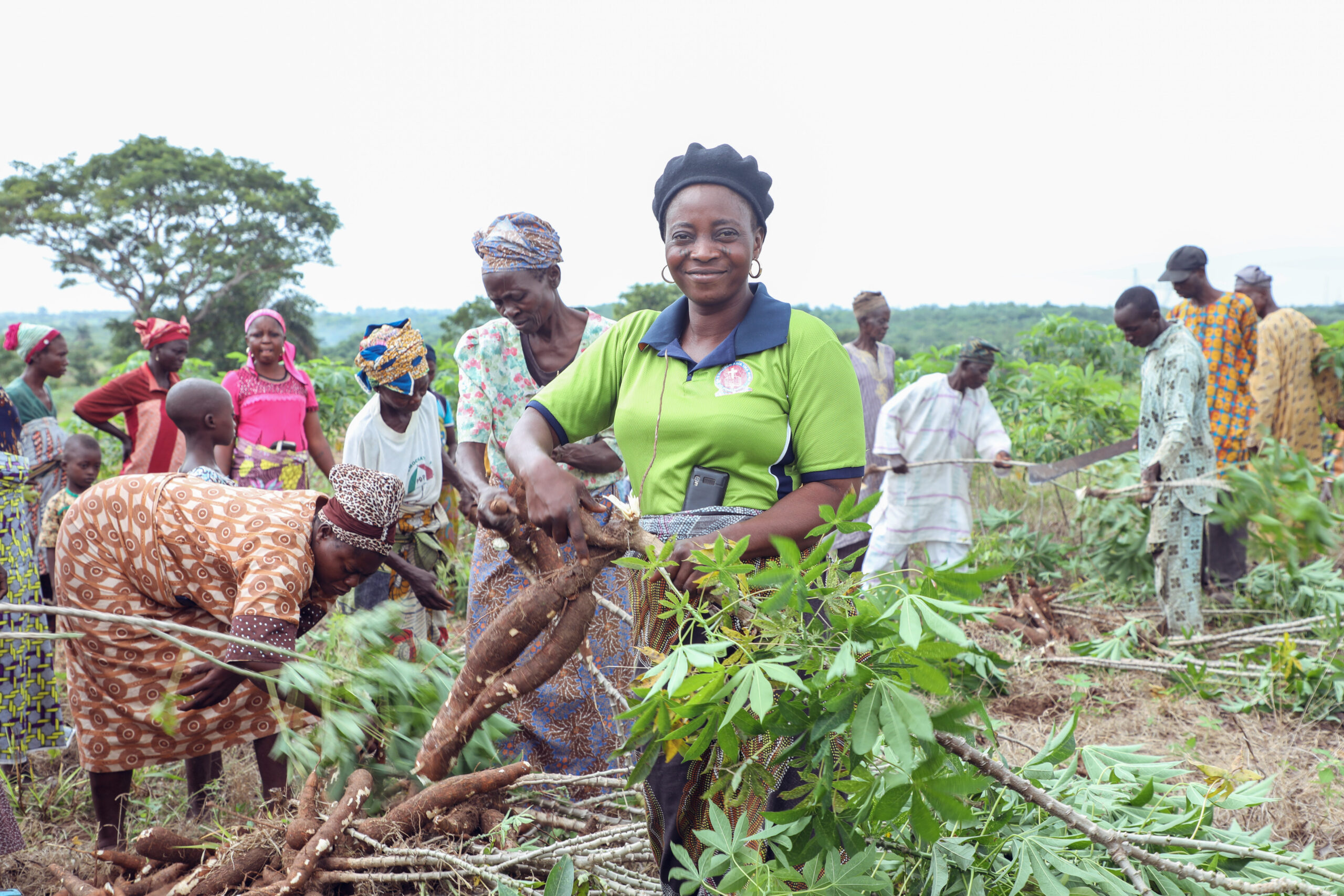 ‘six Steps’ Toolkit Sparks Excitement Among Cassava Farmers Cassava Matters