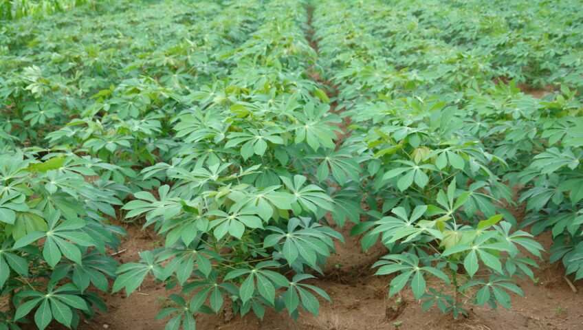 Clean cassava field