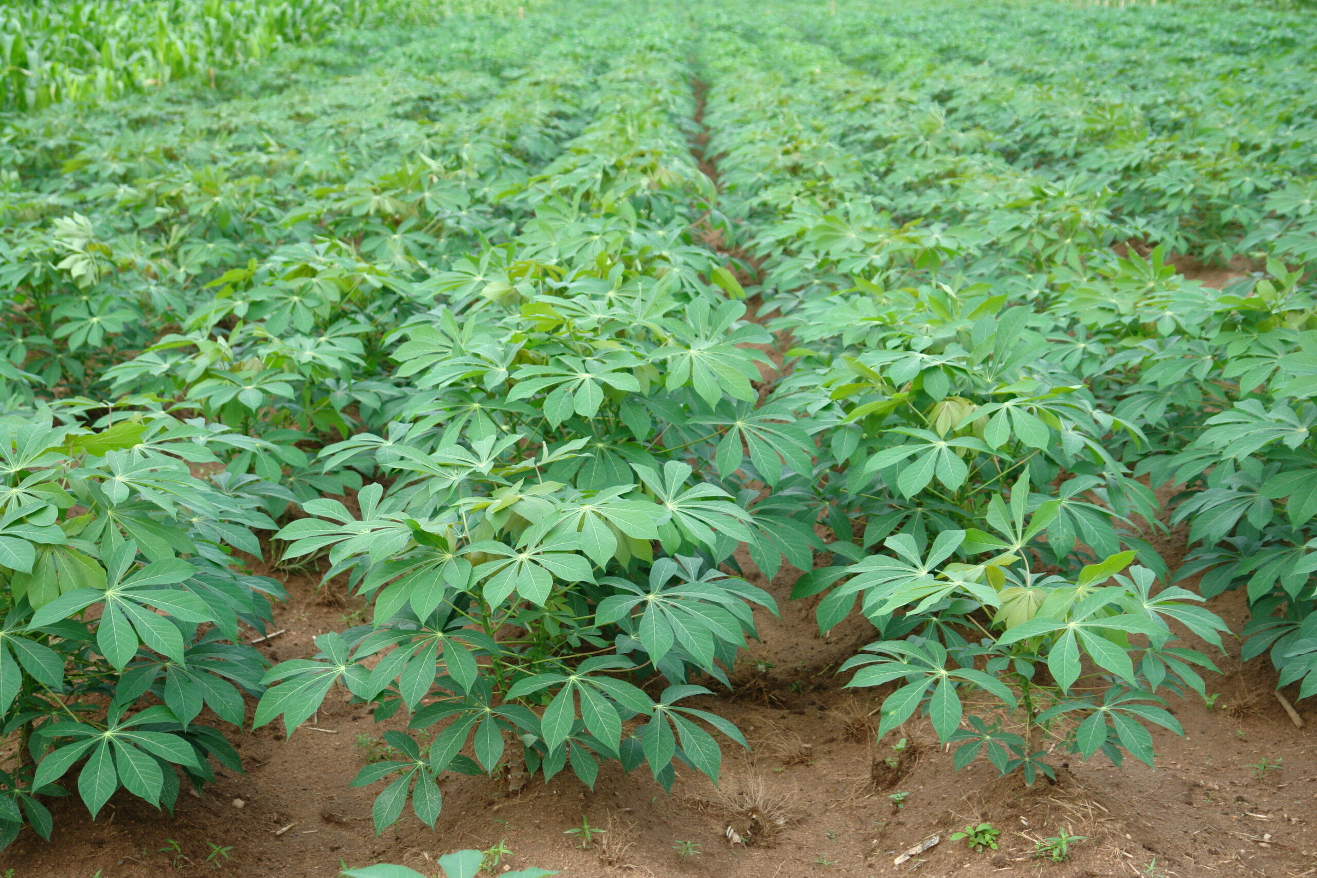 Getting the correct postemergence herbicides for cassava farmers in