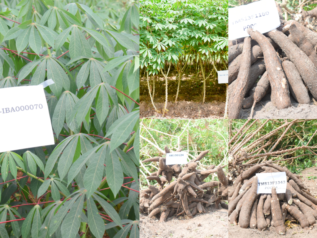 Next Generation Cassava Varieties Endorsed For Release In Nigeria ...