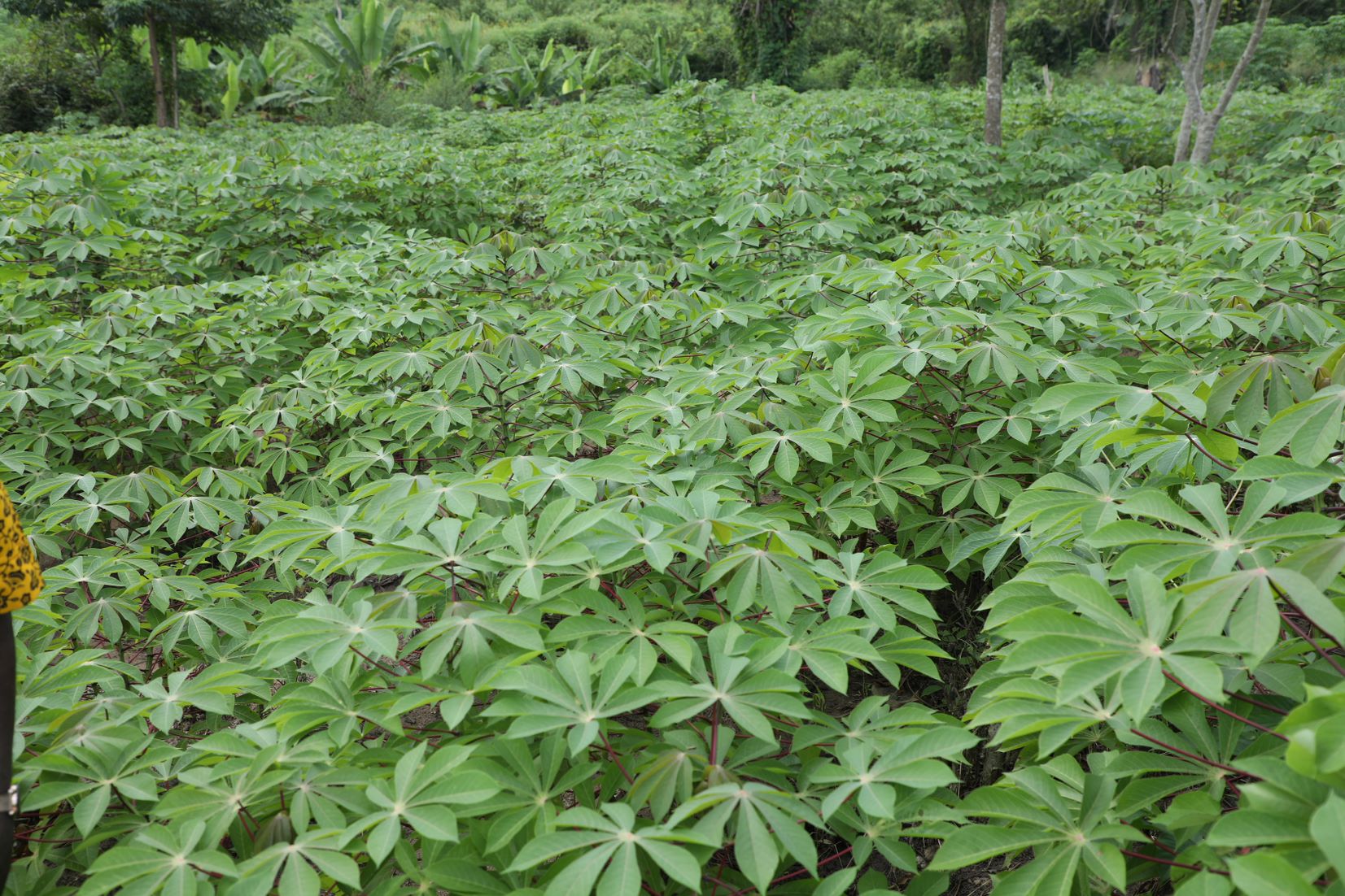 A cassava field