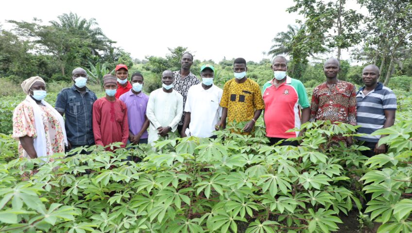 Cassava Seed Entrepreneurs (CSEs) on their field during farmers field day