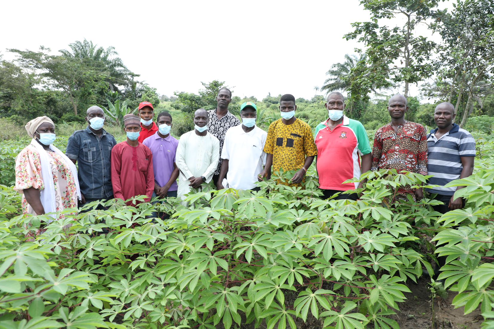 Cassava Seed Entrepreneurs (CSEs) on their field during farmers field day