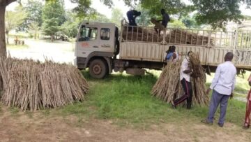 Nigeria’s first cassava early generation seed company sees growth amid COVID-19 hiccups
