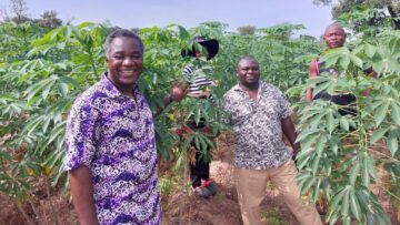 Farmers give thumbs up to cassava seed system intervention